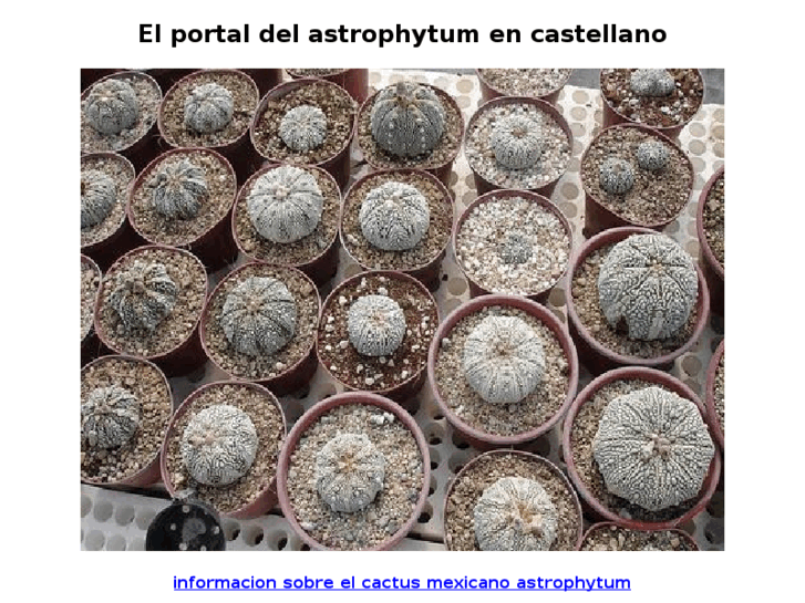 www.astrophytum.es