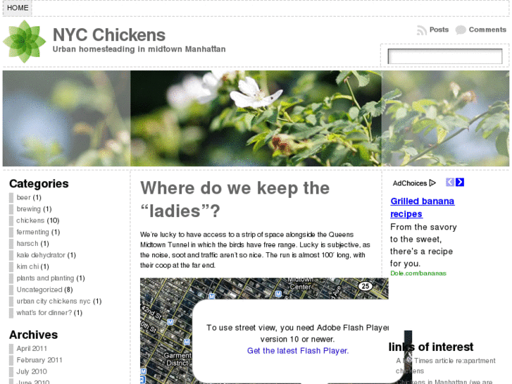 www.nycchickens.com