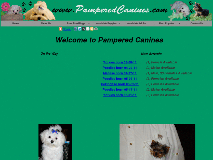 www.pamperedcanines.com