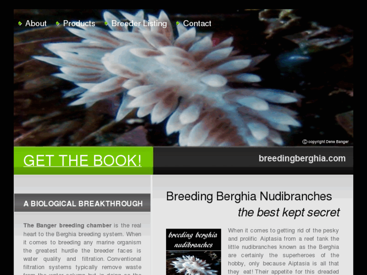 www.breedingberghia.com