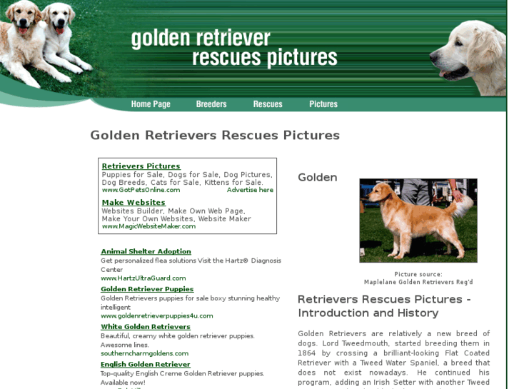 www.golden-retriever-rescues-pictures.com