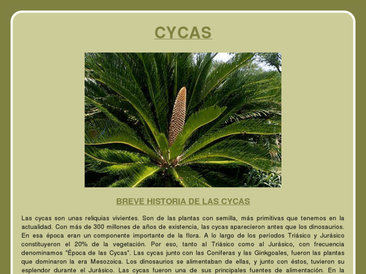 www.cycas.biz