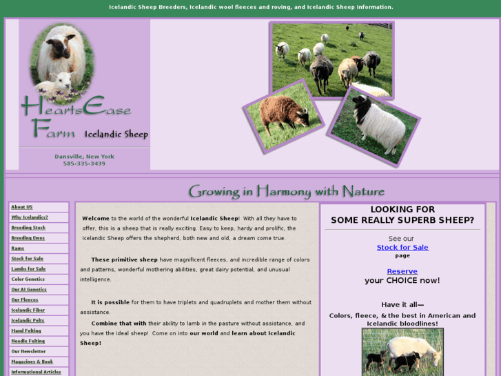 www.icelandicsheepworld.com