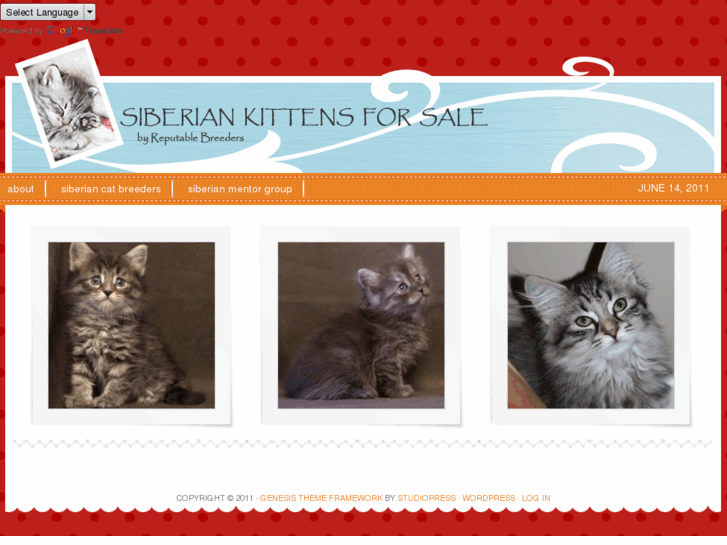 www.siberian-kittens-for-sale.net