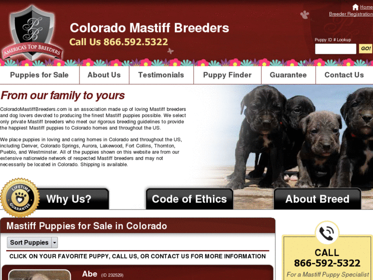 www.coloradomastiffbreeders.com