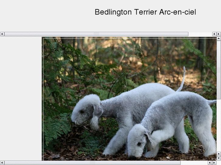 www.bedlington-online.de