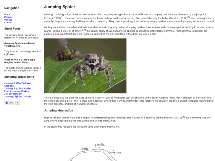 www.jumpingspider.net