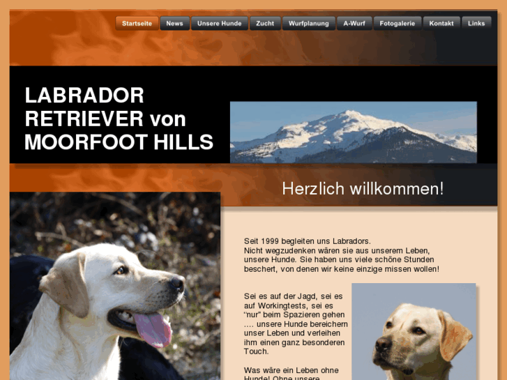 www.moorfoot-hills-labradors.com