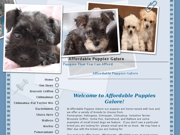 www.affordablepuppiesgalore.com