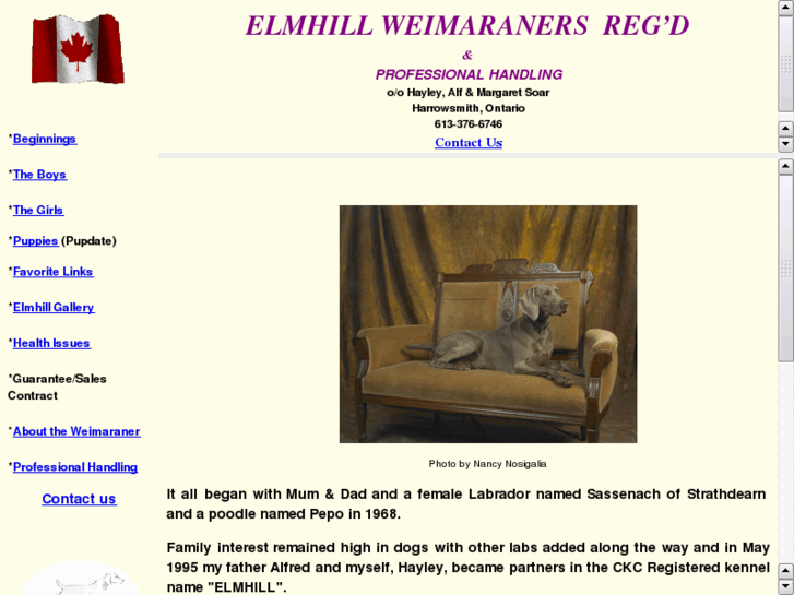 www.elmhill-weimaraners.com