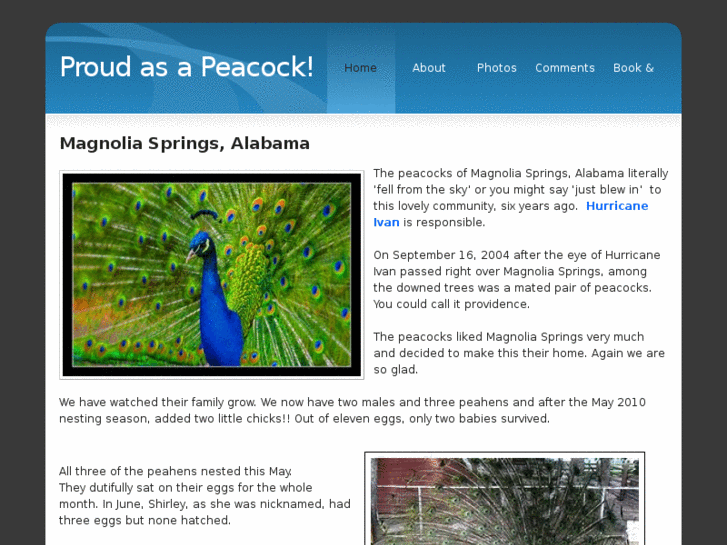 www.proudasapeacock.org