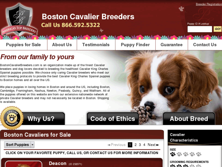 www.bostoncavalierbreeders.com