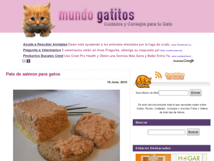 www.mundogatitos.com