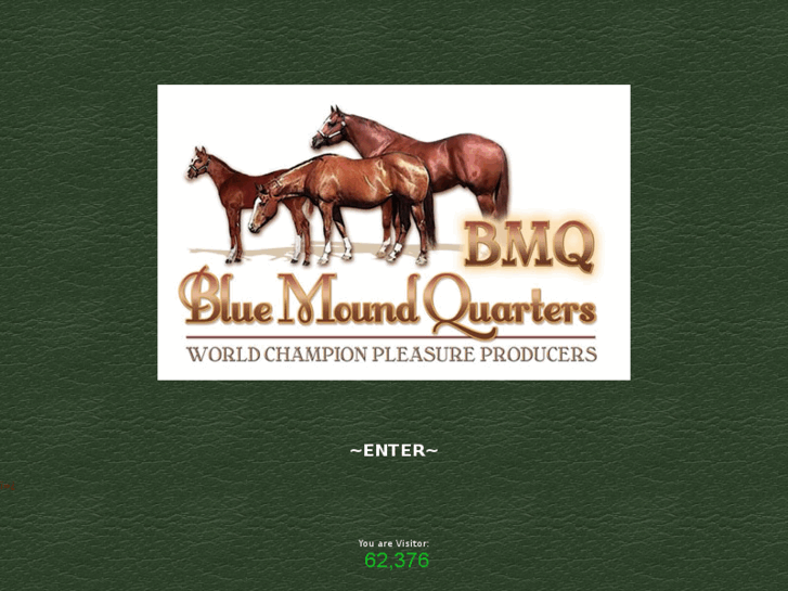 www.bmqhorses.com