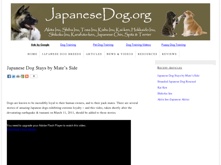 www.japanesedog.org