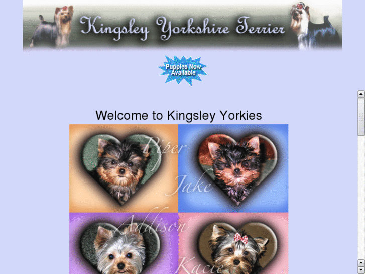 www.kingsleyyorkies.com