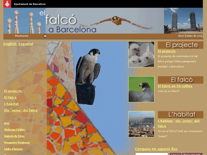 www.falconsbarcelona.net