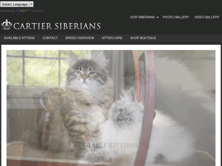 www.cartier-siberian-cat.com