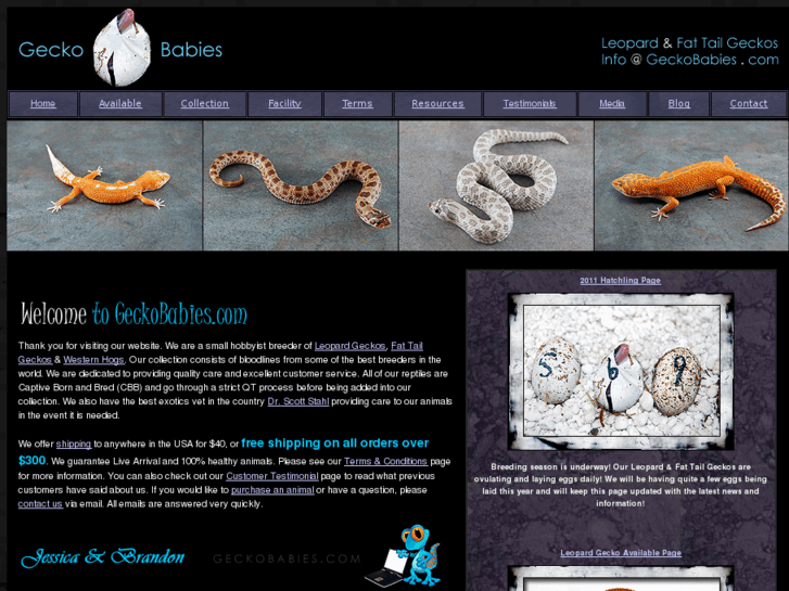 www.geckobabies.com