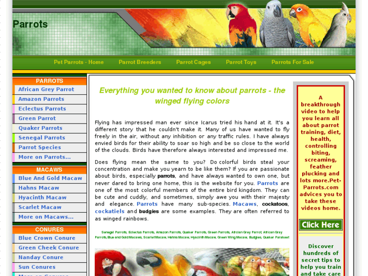 www.pet-parrots.com