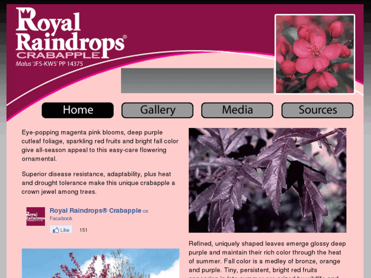 www.royalraindrops.com