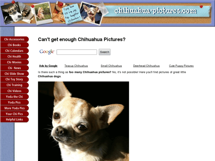 www.chihuahua-pictures.com