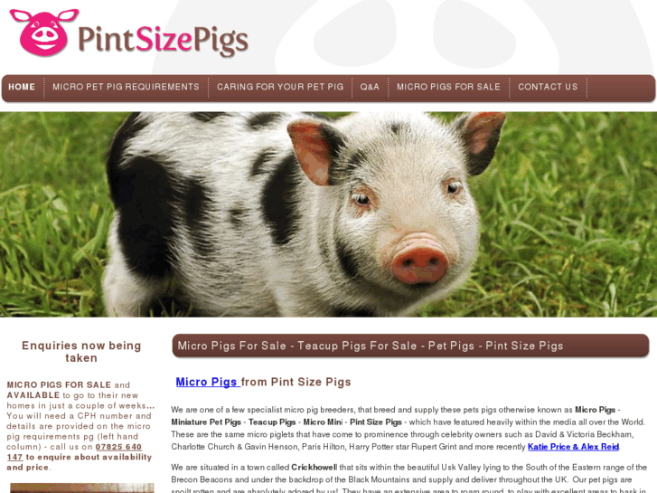 www.micro-pigs.net