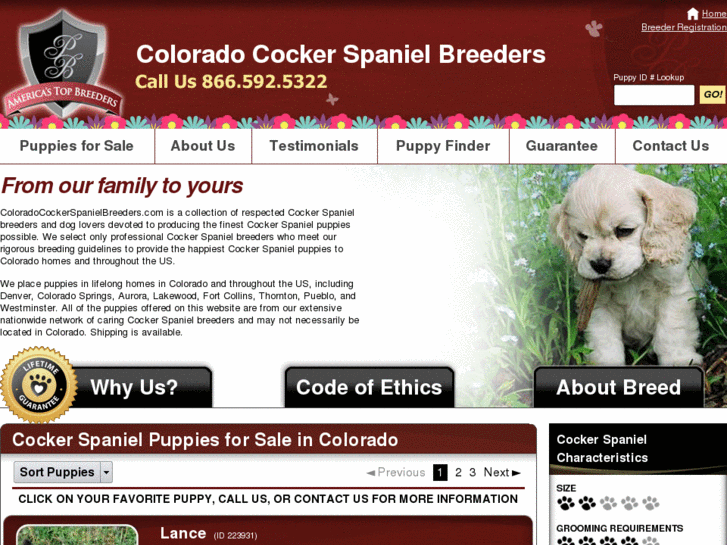 www.coloradocockerspanielbreeders.com