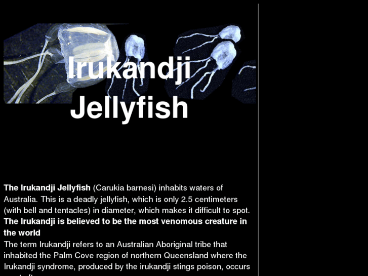 www.irukandjijellyfish.com