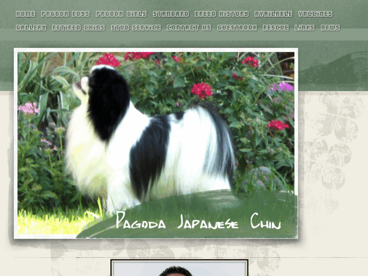 www.pagodajapanesechin.com