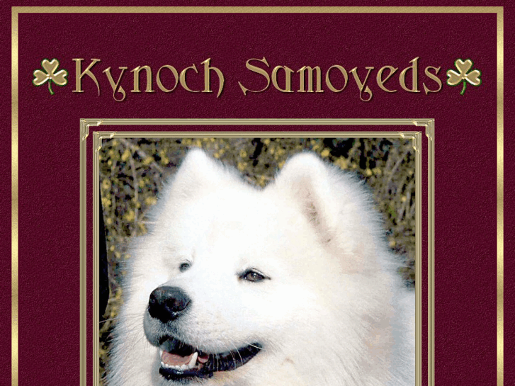 www.kynochsamoyeds.com