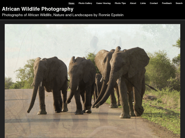 www.africanwildlifeinfocus.com