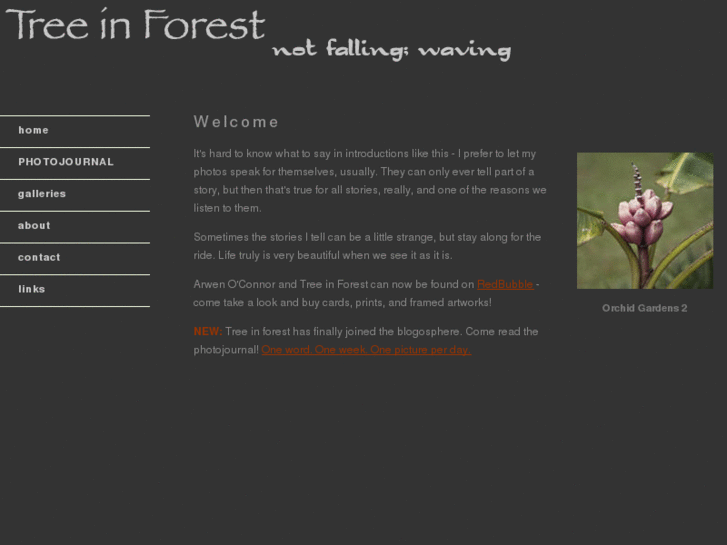www.treeinforest.com