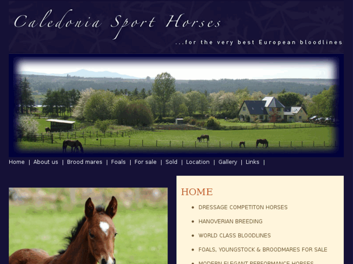 www.caledoniadressagehorses.com