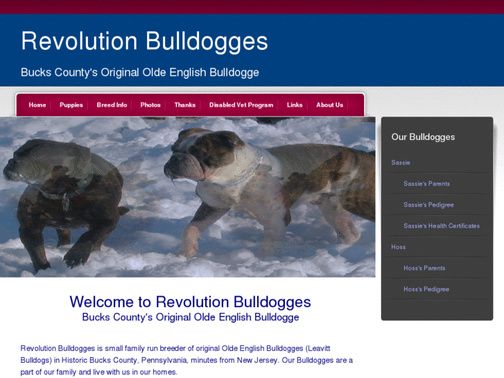 www.revolutionbulldogges.com