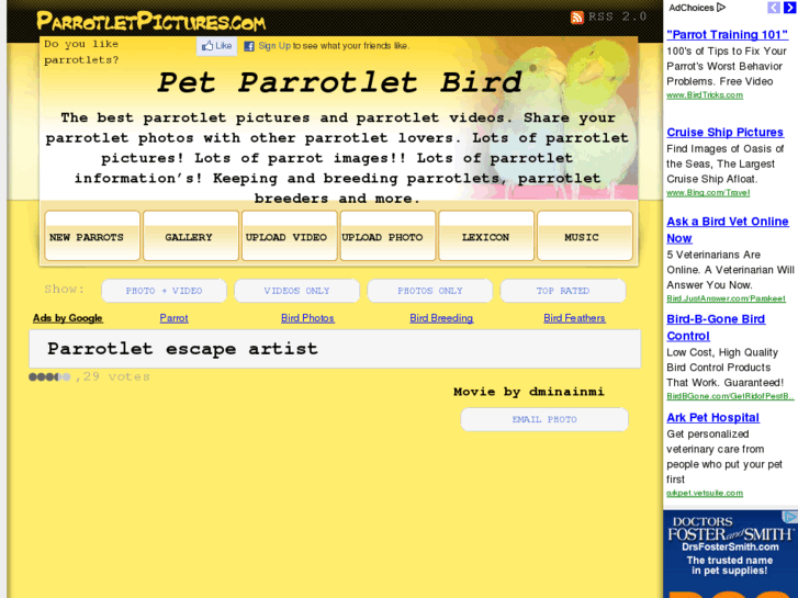 www.parrotletpictures.com