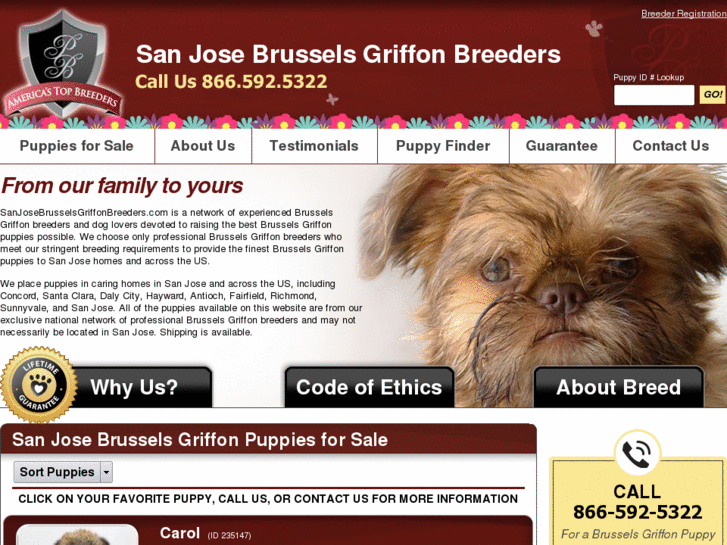 www.sanjosebrusselsgriffonbreeders.com