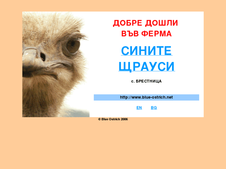 www.blue-ostrich.net