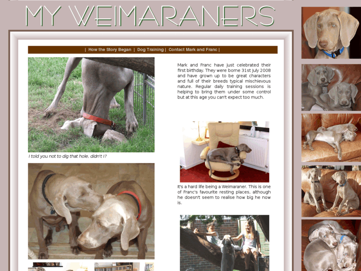 www.myweimaraners.com