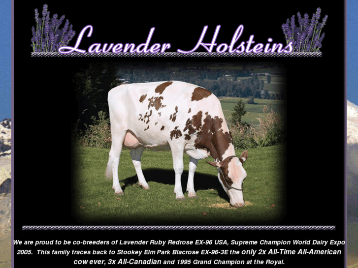 www.lavenderholsteins.net