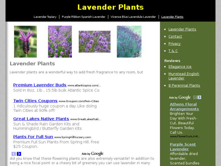 www.lavenderplants.org