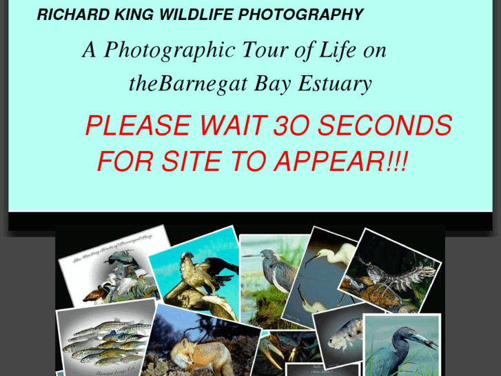 www.richardkingwildlifephotography.com