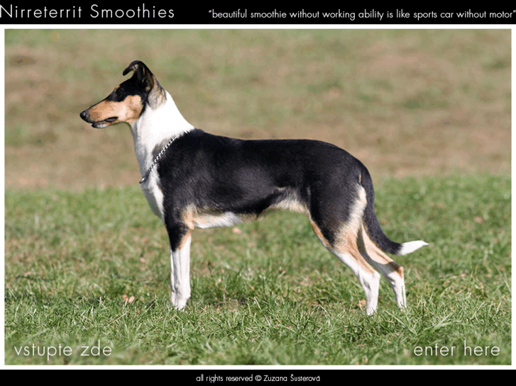 www.smooth-collie.info