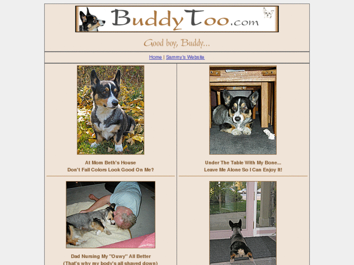 www.buddytoo.com