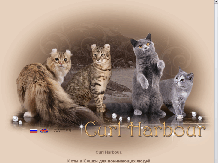 www.curlharbour.ru