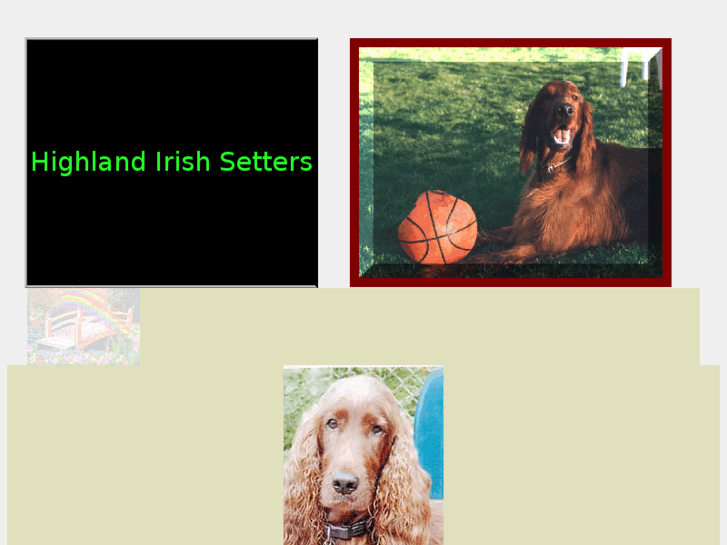 www.highlandirishsetters.com