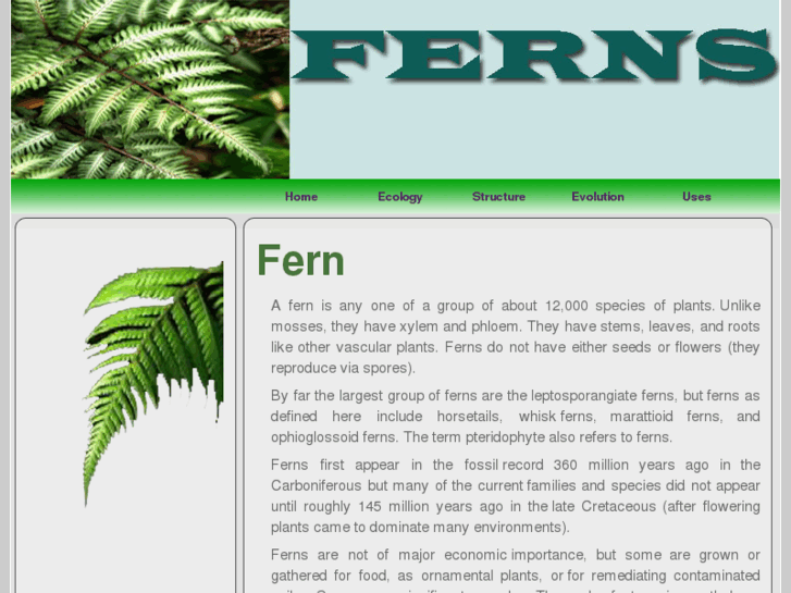 www.fern8.com