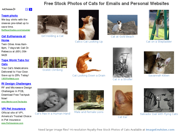 www.stockphotosofcats.com