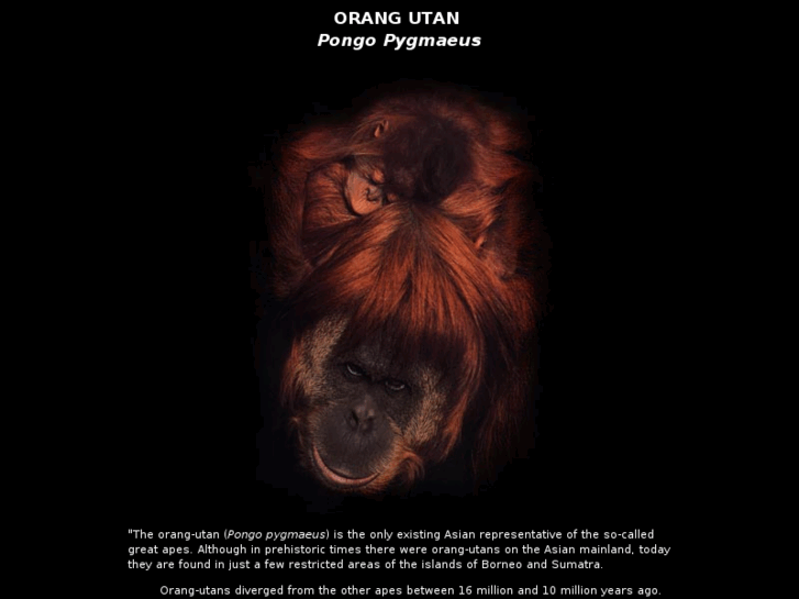 www.orang-utans.com