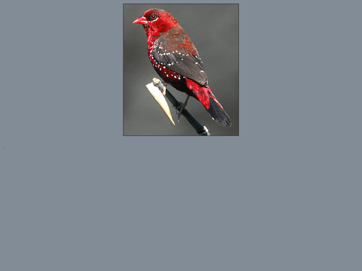 www.avadavat.com